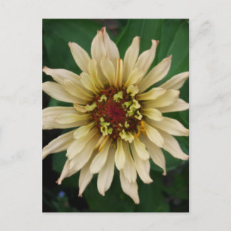 Carte postale Zinnia Flower