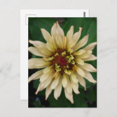 Carte postale Zinnia Flower (Devant / Derrière)