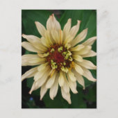 Carte postale Zinnia Flower (Devant)