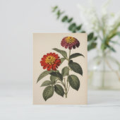 Carte Postale Zinnia illustration (Debout devant)