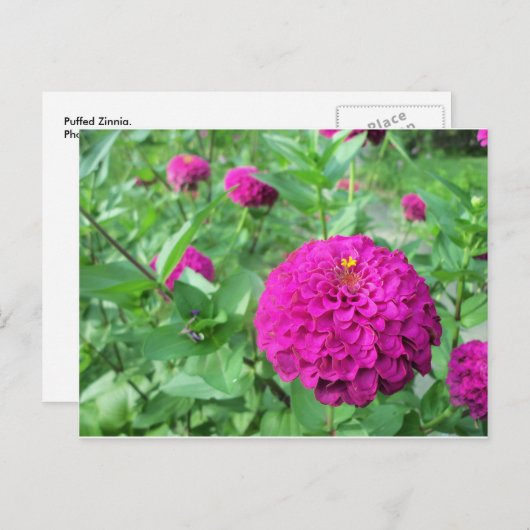 Carte Postale Zinnia maculée (Devant / Derrière)