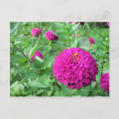 Carte Postale Zinnia maculée (Devant)