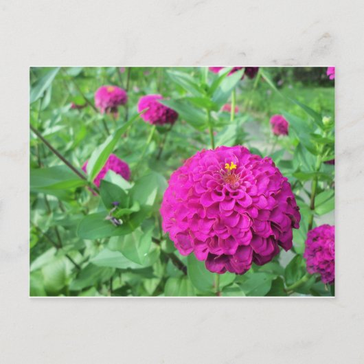 Carte Postale Zinnia maculée (Devant)