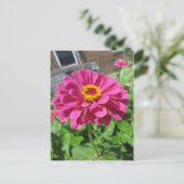 Carte Postale Zinnia rose (Debout devant)