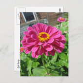 Carte Postale Zinnia rose (Devant / Derrière)