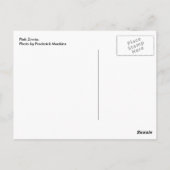 Carte Postale Zinnia rose (Dos)