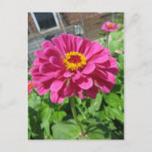 Carte Postale Zinnia rose (Devant)