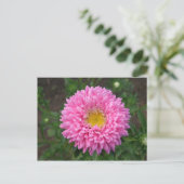 Carte Postale Zinnia rose (Debout devant)