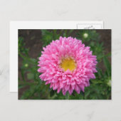 Carte Postale Zinnia rose (Devant / Derrière)