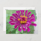 Carte Postale Zinnia rose (Devant / Derrière)