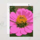 Carte Postale Zinnia rose (Devant / Derrière)