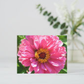 Carte Postale Zinnia rose (Debout devant)