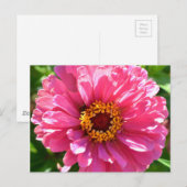 Carte Postale Zinnia rose (Devant / Derrière)