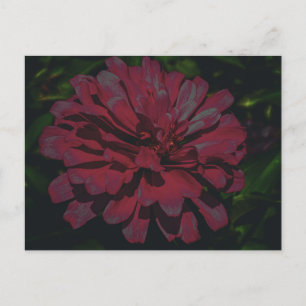 Carte Postale Zinnia rose foncé en pleine floraison