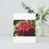 Carte Postale zinnia rouge (Debout devant)