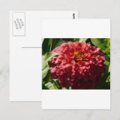 Carte Postale zinnia rouge (Devant / Derrière)