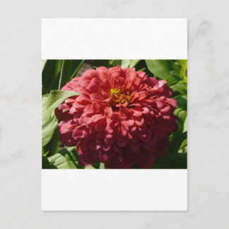 Carte Postale zinnia rouge