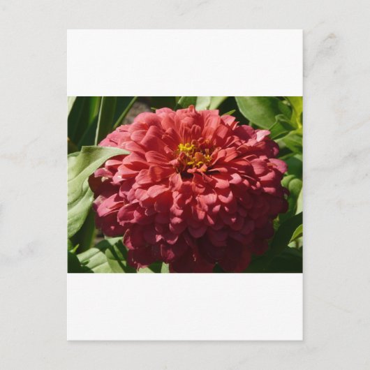 Carte Postale zinnia rouge (Devant)