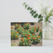 Carte postale Zinnias (Debout devant)