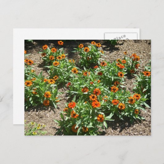 Carte postale Zinnias (Devant / Derrière)