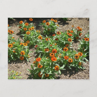 Carte postale Zinnias