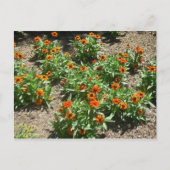 Carte postale Zinnias (Devant)