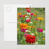 Carte postale "Zinnias 4." (Devant / Derrière)