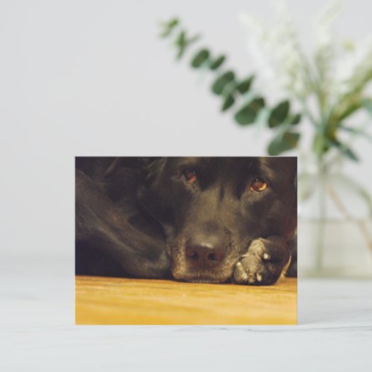 Carte Postale Zoé (Debout devant)