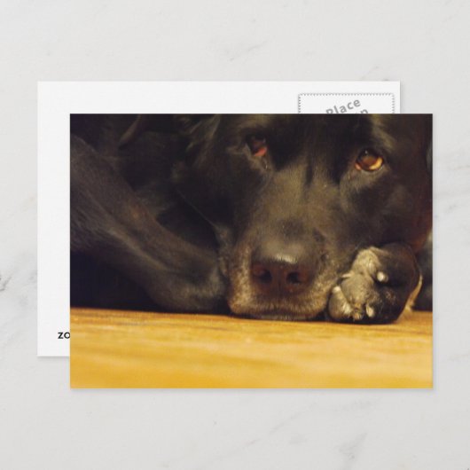 Carte Postale Zoé (Devant / Derrière)