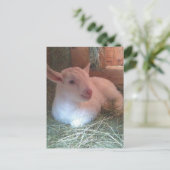 Carte postale Zoe's Doiling (Debout devant)