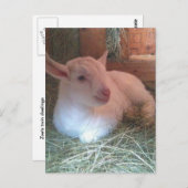 Carte postale Zoe's Doiling (Devant / Derrière)