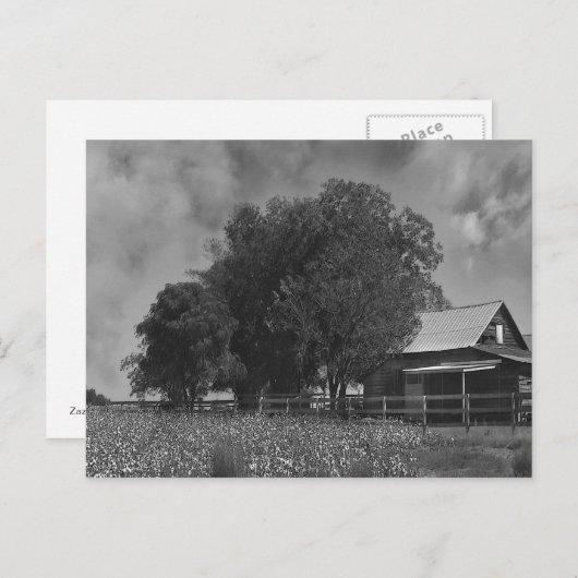 Carte postale Zone Coton Noir & Blanc (Devant / Derrière)