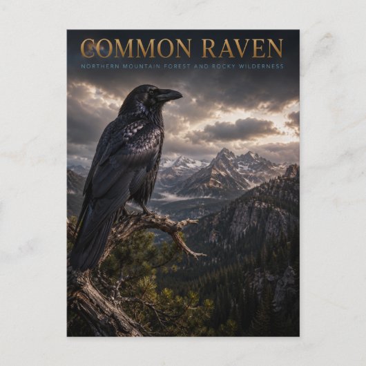 Carte Postale Zone sauvage de Common Raven Mountain FAUNE (Devant)
