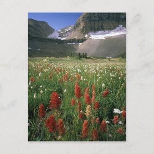 CARTE POSTALE ZONE SAUVAGE DU MONT TIMPANOGOS, UT, US,
