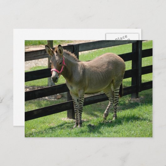 Carte Postale Zonkey nommé Donkey et Zebra mix (Devant / Derrière)