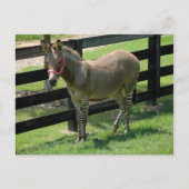 Carte Postale Zonkey nommé Donkey et Zebra mix (Devant)