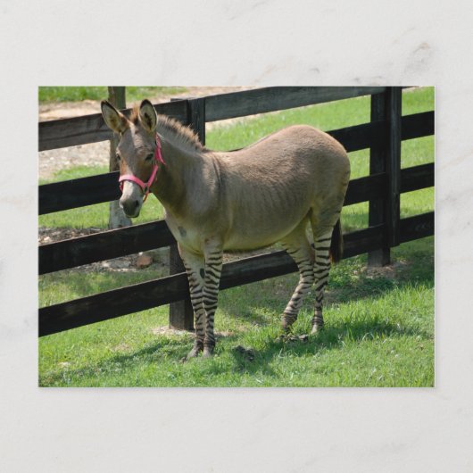 Carte Postale Zonkey nommé Donkey et Zebra mix (Devant)