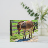 Carte Postale Zonkey part âne et zèbre (Debout devant)