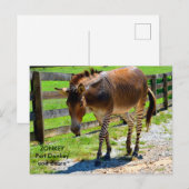 Carte Postale Zonkey part âne et zèbre (Devant / Derrière)