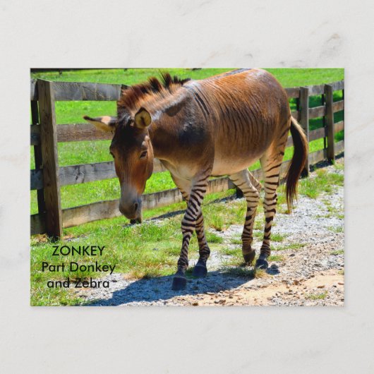 Carte Postale Zonkey part âne et zèbre (Devant)