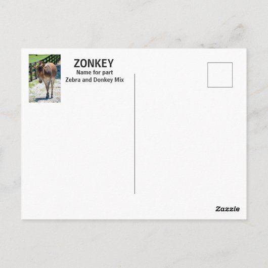 Carte Postale Zonkey partie Zebra et Donkey (Dos)