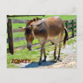 Carte Postale Zonkey partie Zebra et Donkey (Devant)