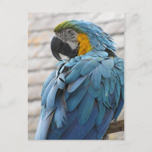 Carte Postale Zoo Audubon