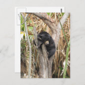 Carte Postale Zoo Audubon (Devant / Derrière)