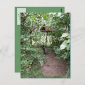 Carte Postale Zoo Bird house (Devant / Derrière)