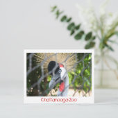 Carte Postale Zoo de Chattanooga (Debout devant)