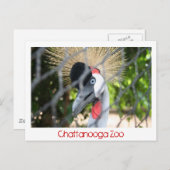 Carte Postale Zoo de Chattanooga (Devant / Derrière)