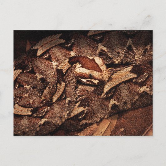 Carte Postale Zoo de Houston (Devant)