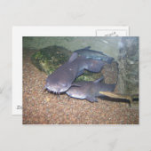 Carte Postale Zoo de pêche de poisson-chat (Devant / Derrière)