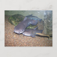 Zoo de pêche de poisson-chat